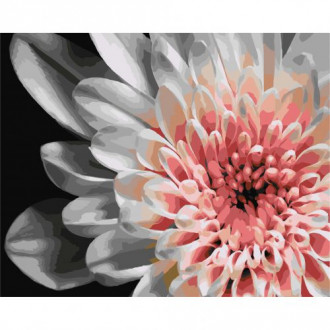 Картина по номерам "Бело-розовая георгина" 40x50 см Origami Украина